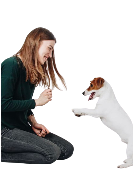 A collection of essential dog supplies including a food bowl, leash, collar, grooming brush, and toys, neatly arranged on a wooden floor with soft natural lighting.