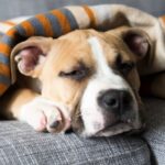 Best Dog Bite