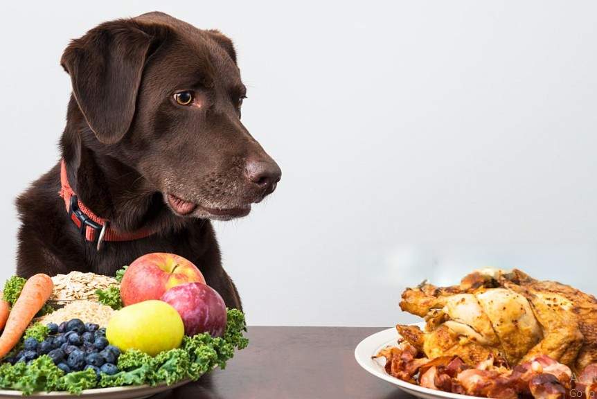 Healthy Dog Diet Homemade