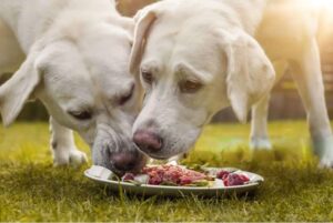 Healthy Dog Diet Homemade