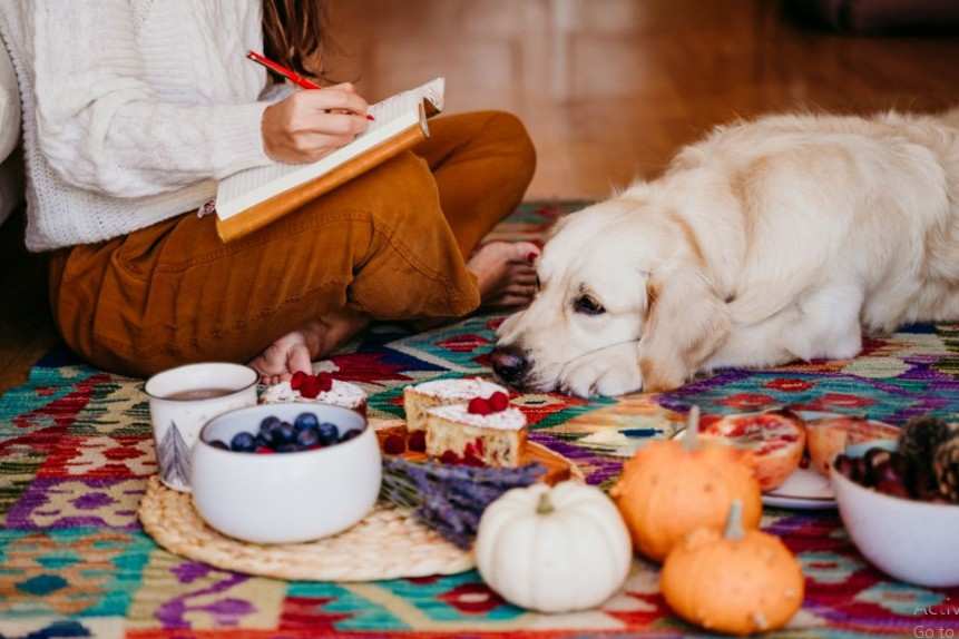 Healthy Dog Diet Homemade