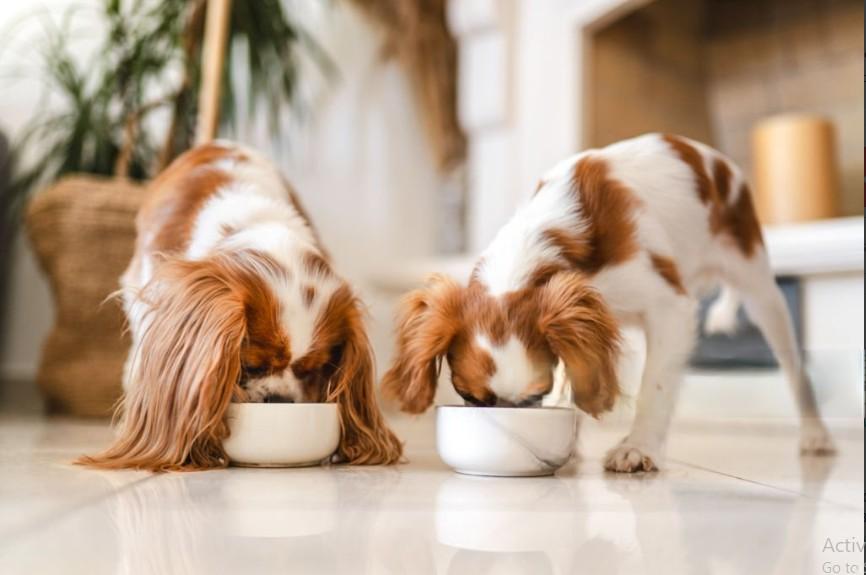 Vet Approved Homemade Dog Food