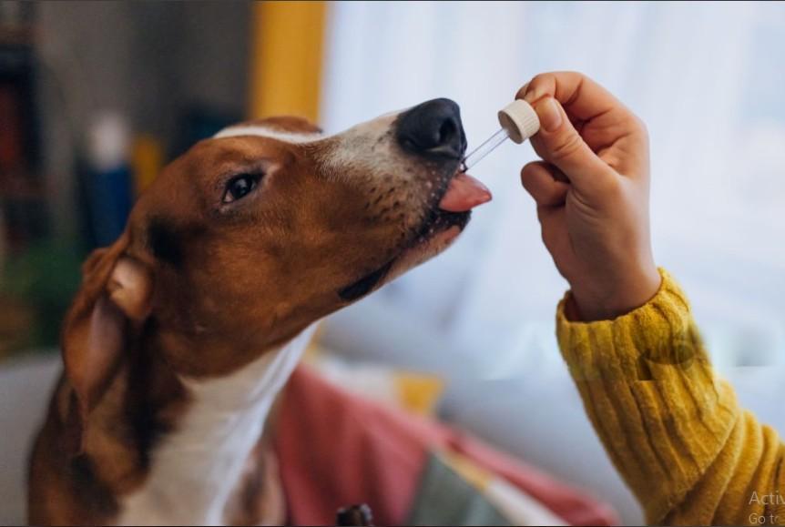 Vet Approved Homemade Dog Food