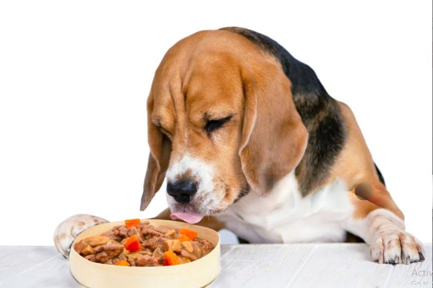 Vet Approved Homemade Dog Food