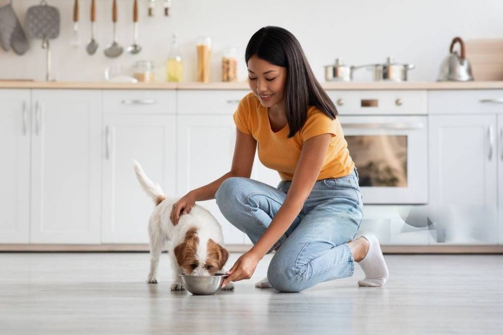 Puppy Nutrition Plan for Best Nutrition Diet Plan for Dogs