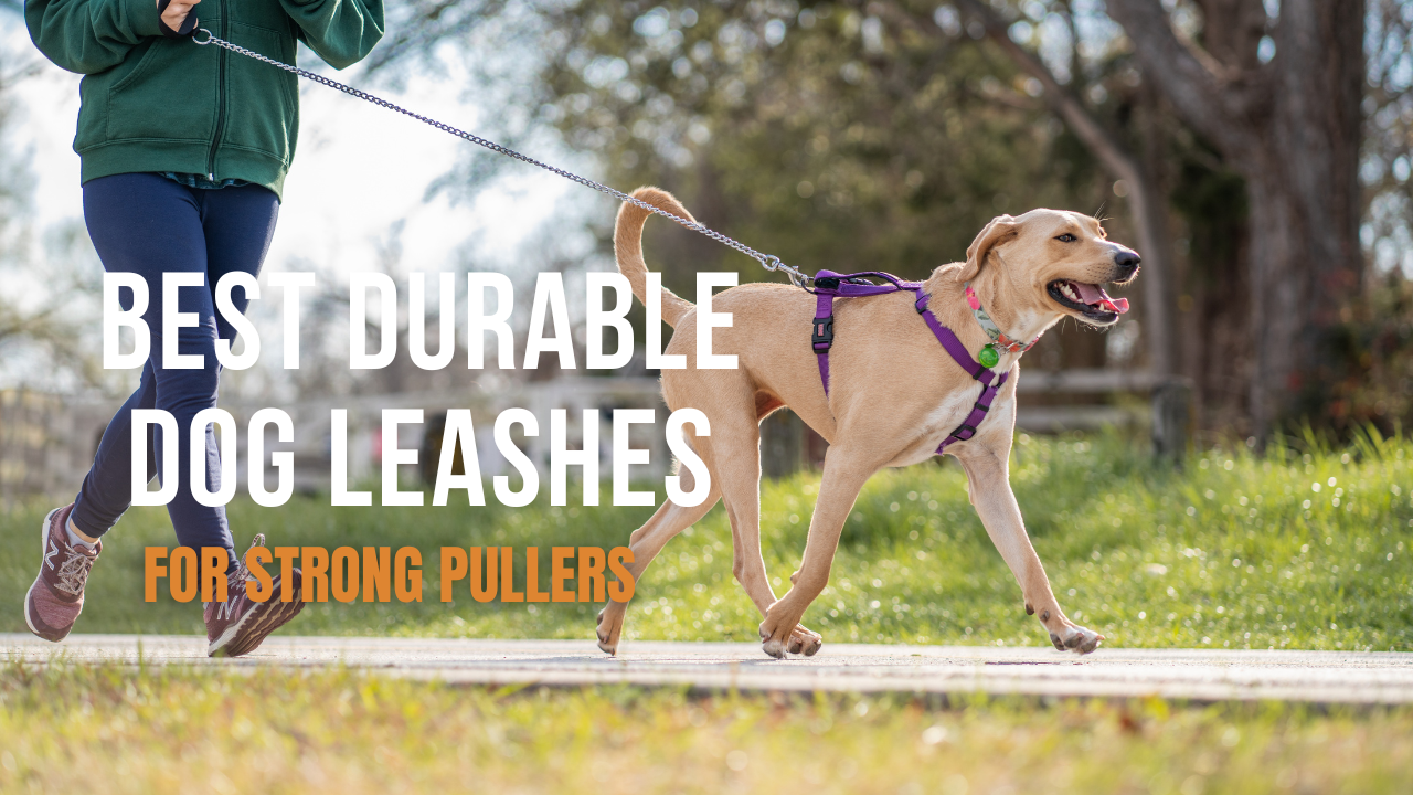 Best Durable Dog Leashes for Strong Pullers