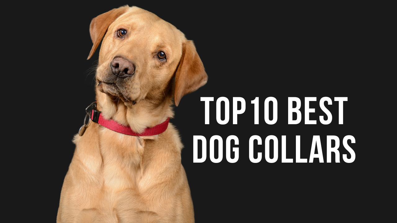 top 10 Best Dog Collars