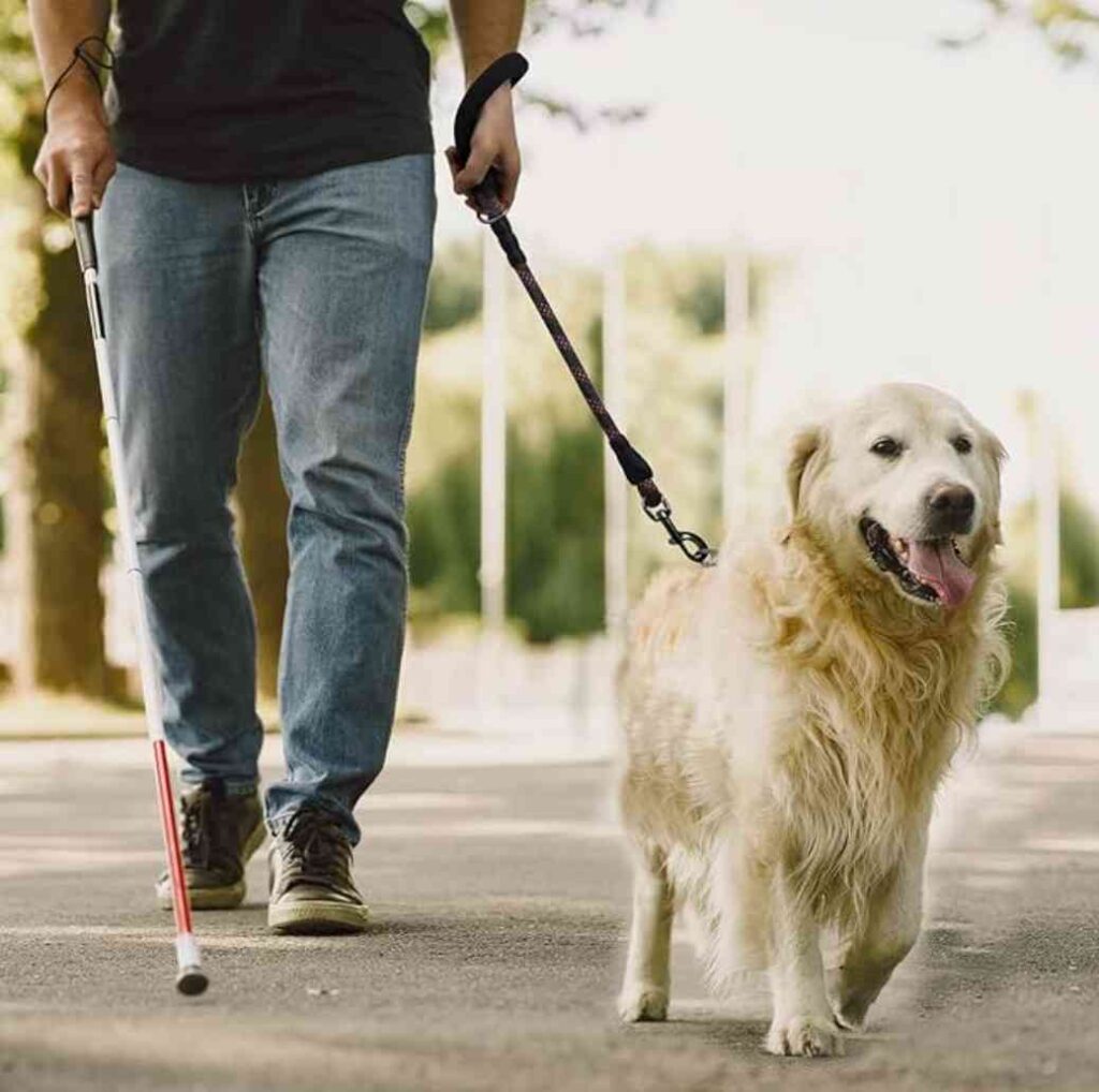 best durable dog leashes