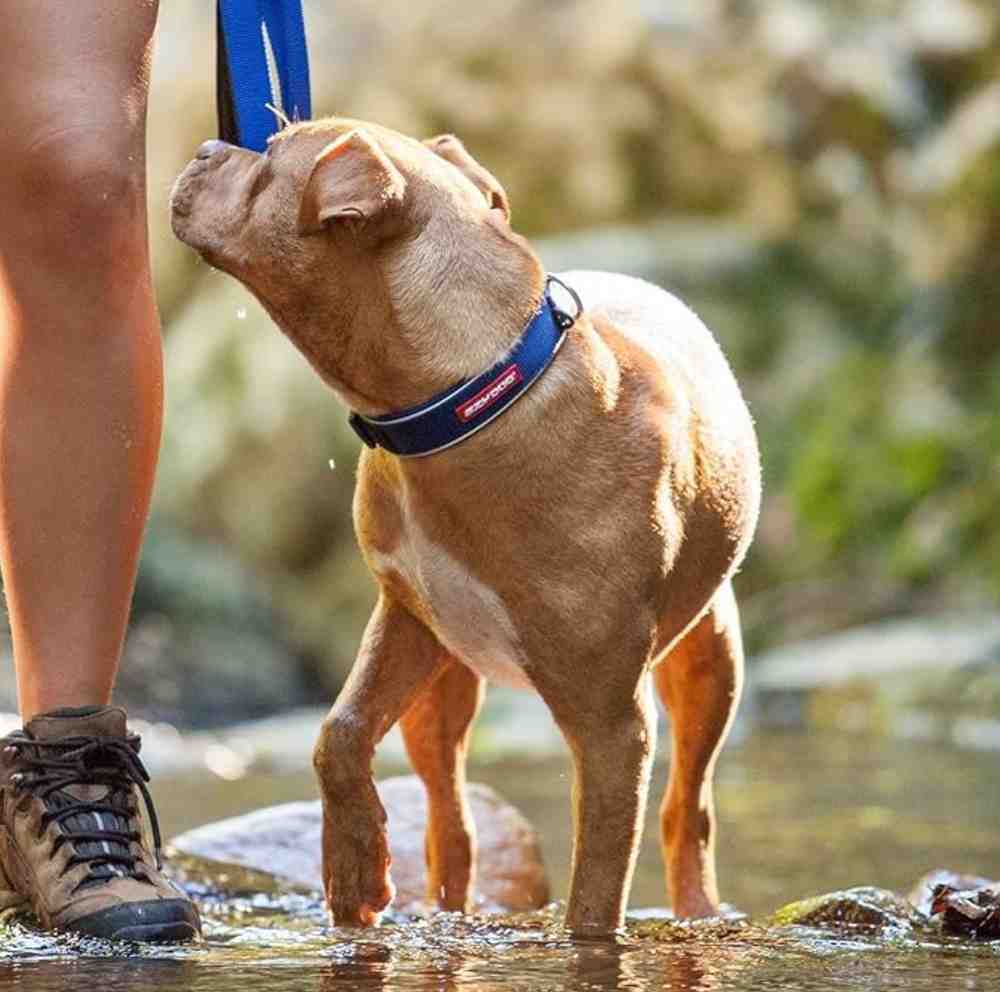 EzyDog Neo Classic Collar, Best Dog Collars